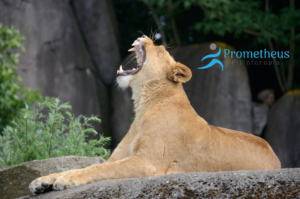 tratamiento de la disfunción temporomandibular