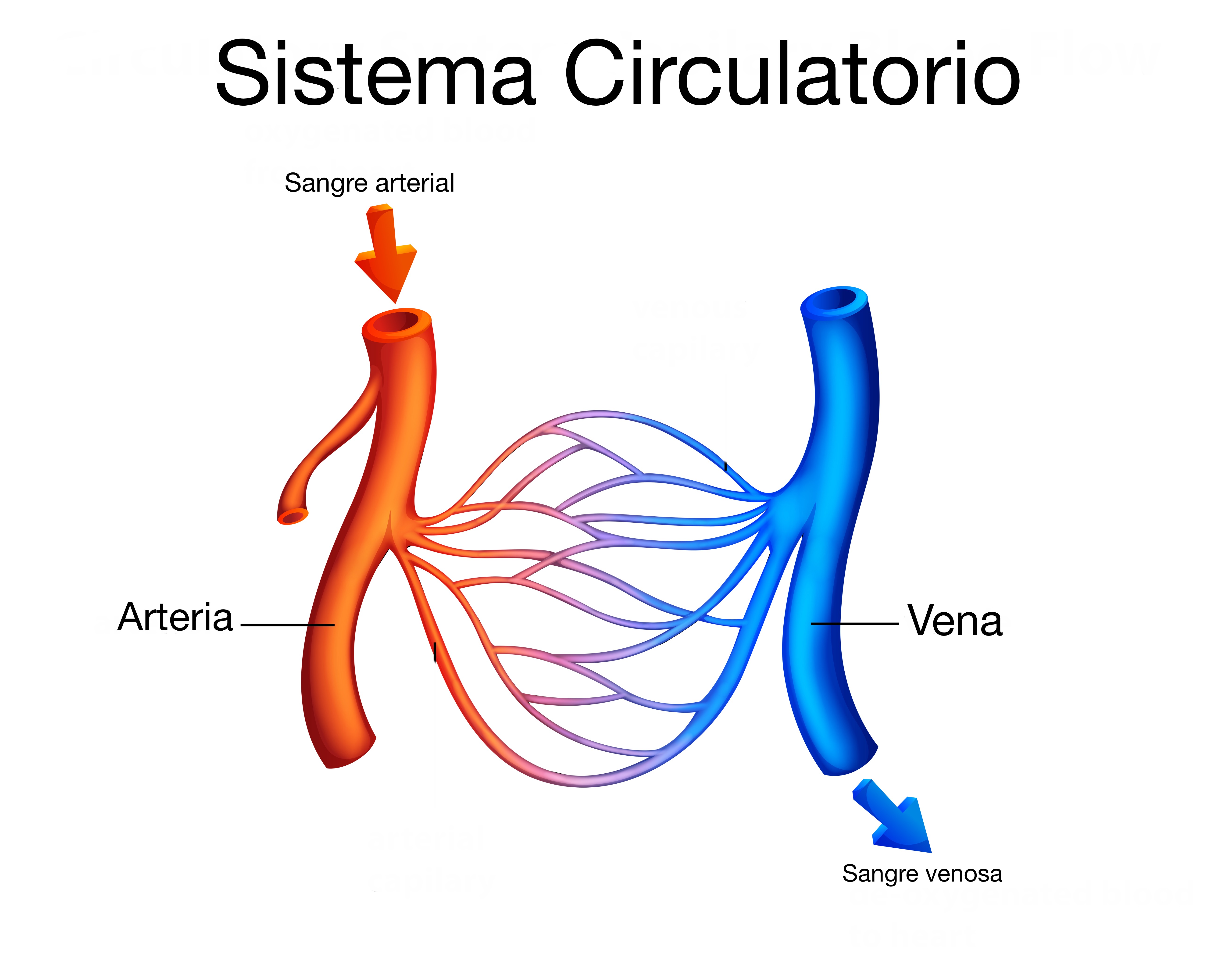 El sistema circulatorio. Raquel Galindo Fisioterapia. Clínica de Fisioterapia en Valencia